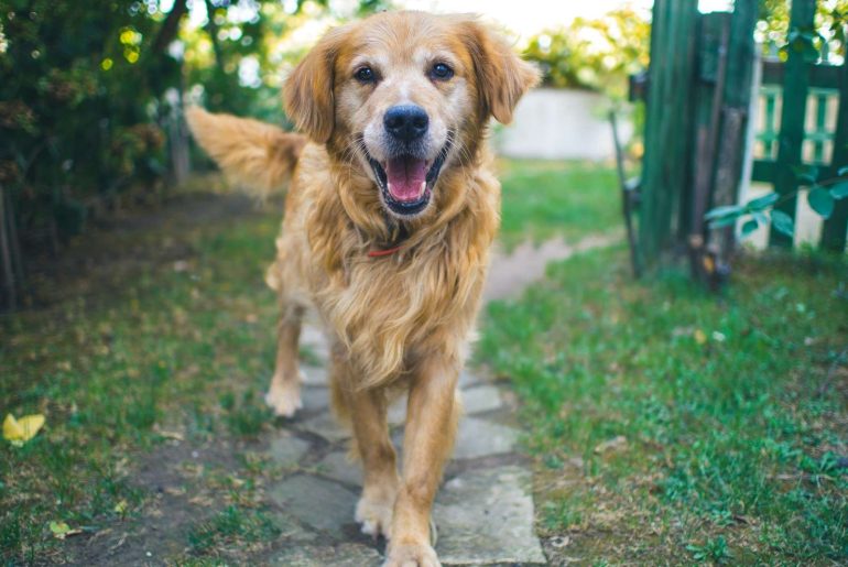 dog standing on pavement