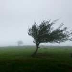 trees with wind photo